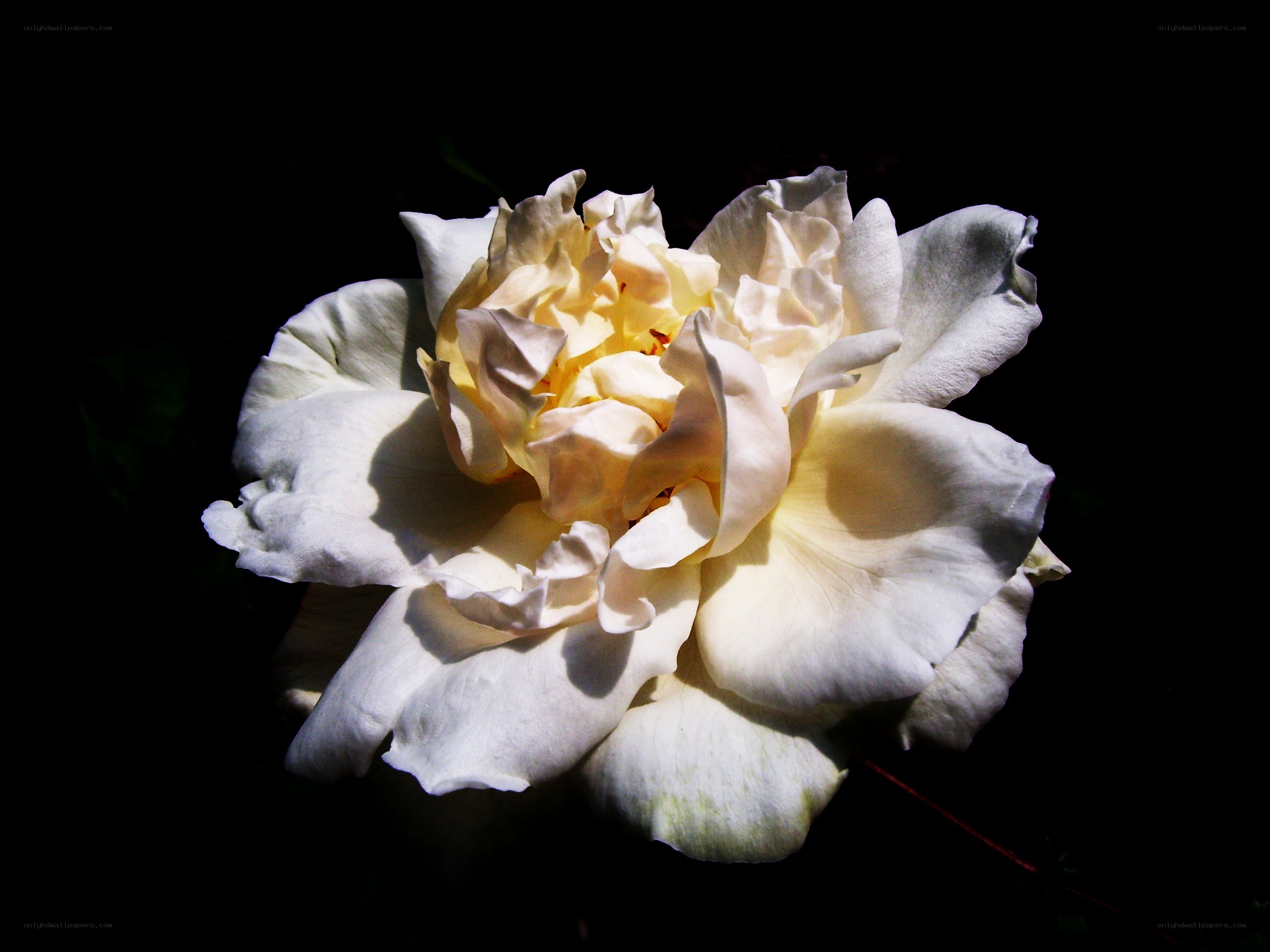 white rose in sunlight