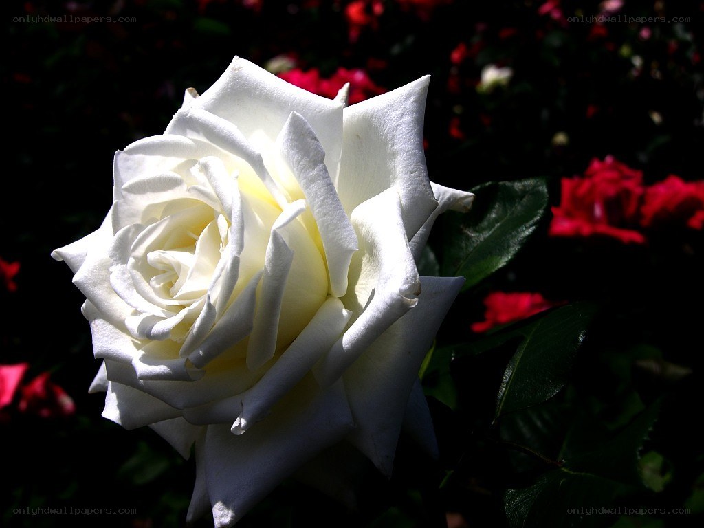 White rose in sunlight