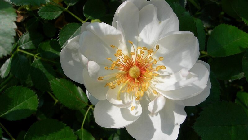 white rose in sunlight