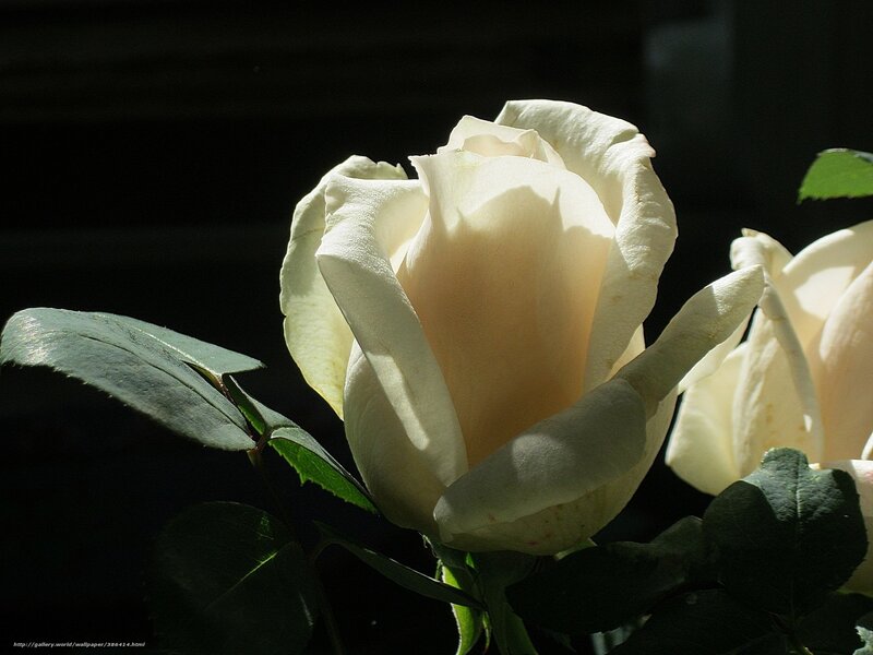 White Rose in Sunlight — Dramatic