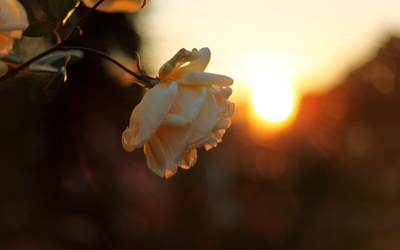 White Rose in Sunset