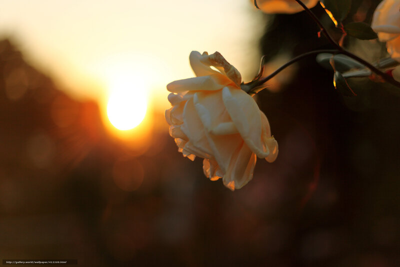 White Rose in Sunset — Yellow
