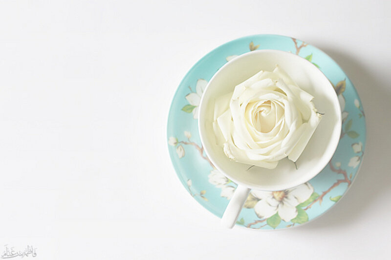 White Rose in Teacup