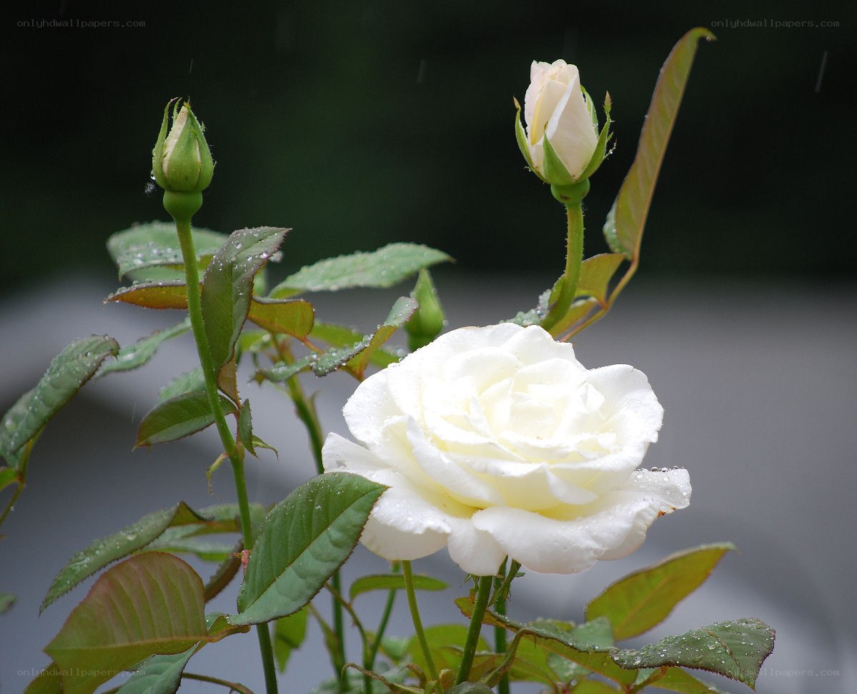 White rose in the rain