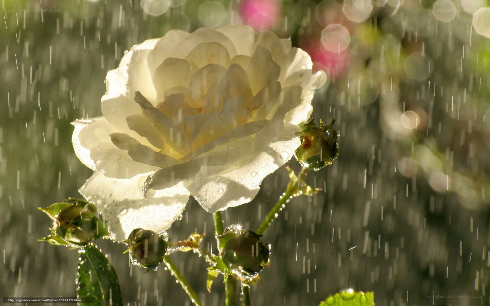 White rose in the rain