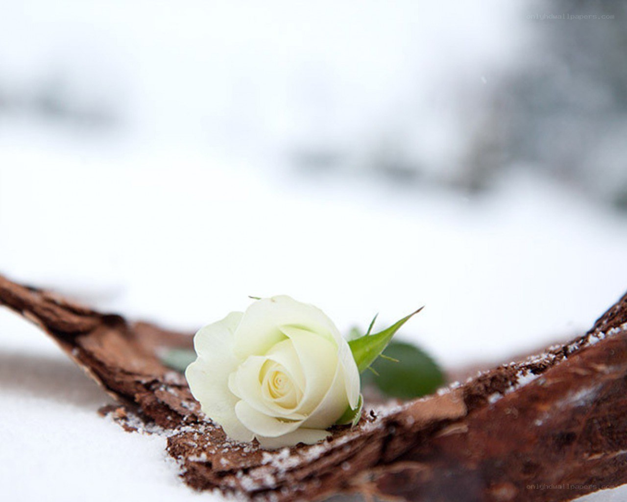 White rose in the snow