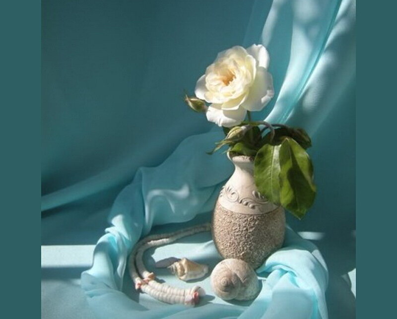 White Rose in Vase — Blue