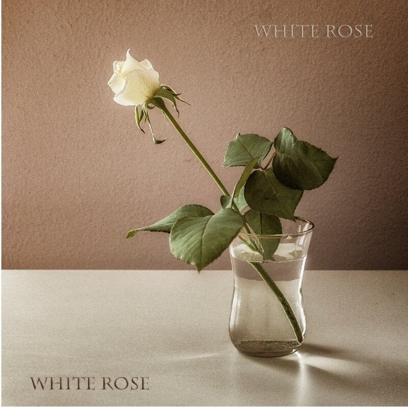 White Rose in Vase — Brown, Serene