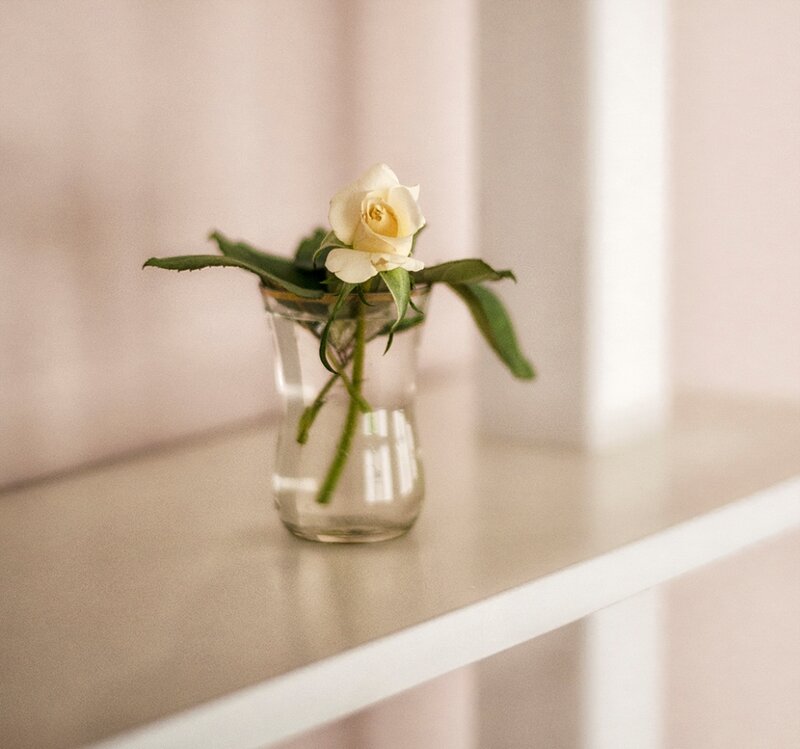 White Rose in Vase — Calm, Photograph
