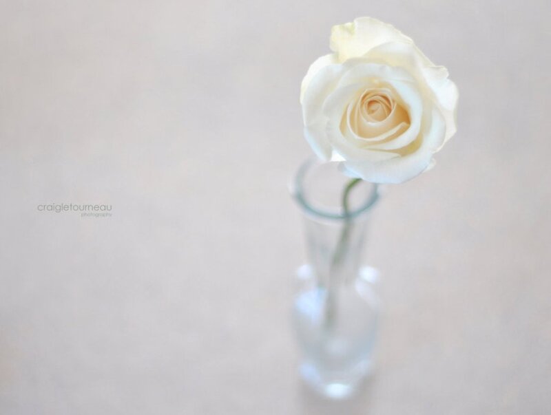 White Rose in Vase — Serene, Photograph, Stem