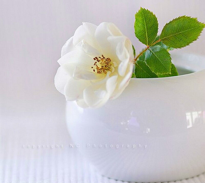 White Rose in Vase — Serene, Photograph