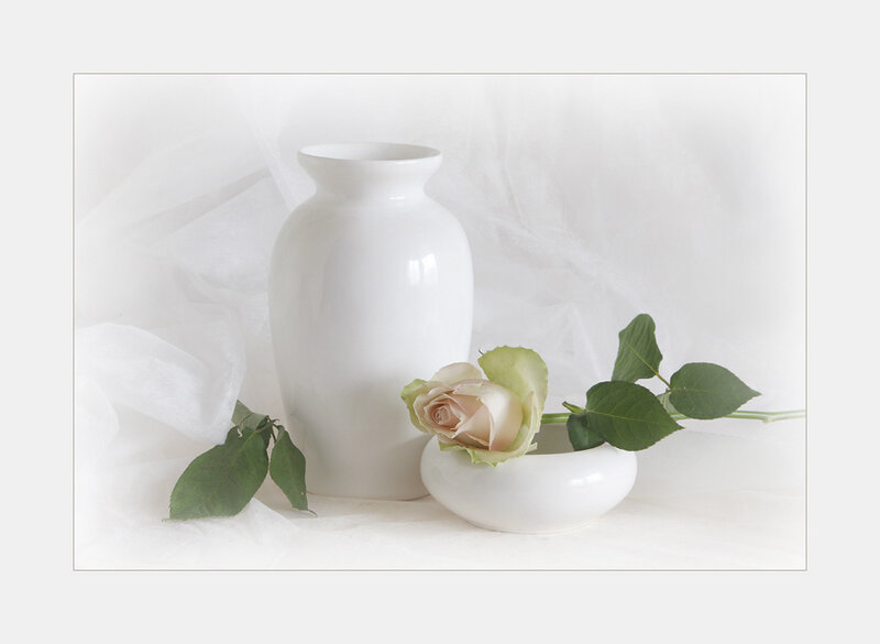 White Rose in Vase — Serene