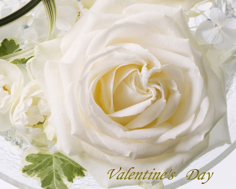 White Rose in Vase
