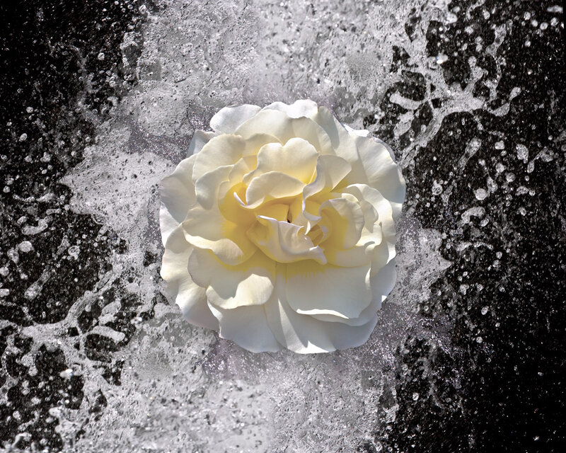 White Rose in Water — Dramatic
