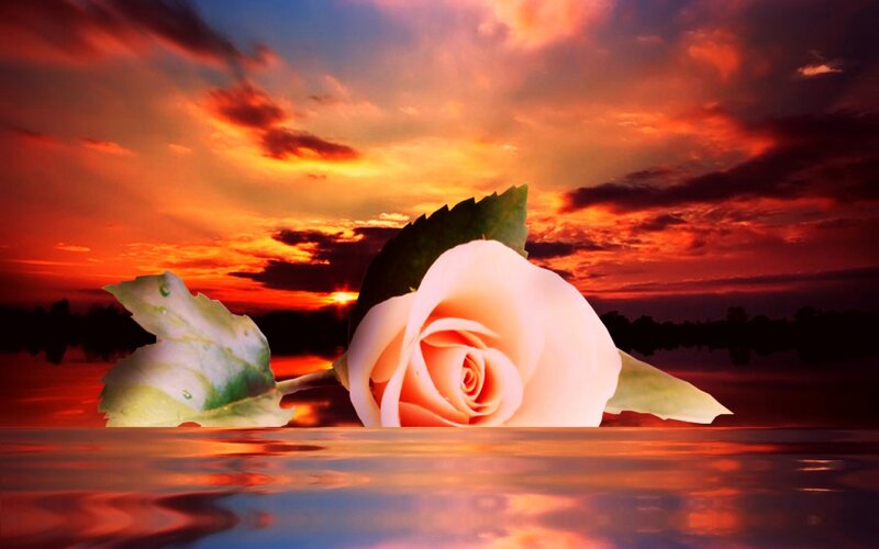 White Rose in Water — Orange