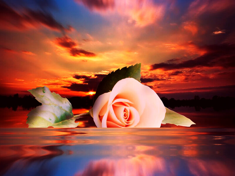 White Rose in Water — Red