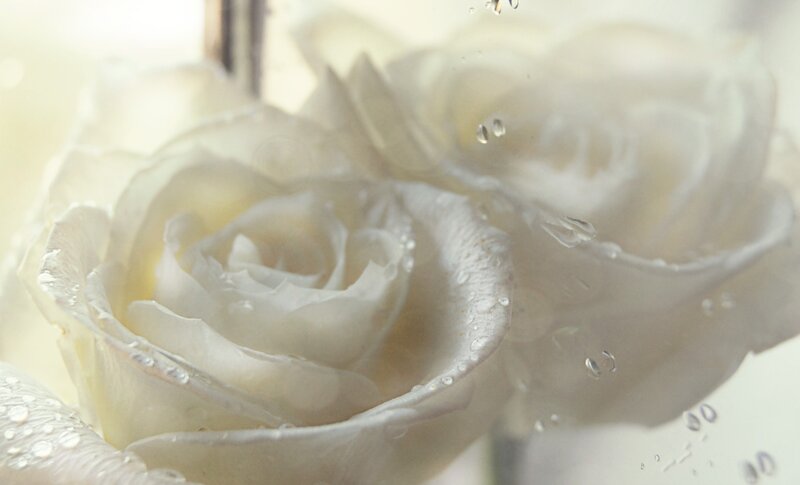 White Rose in Water — Serene, Photograph, Bubbles