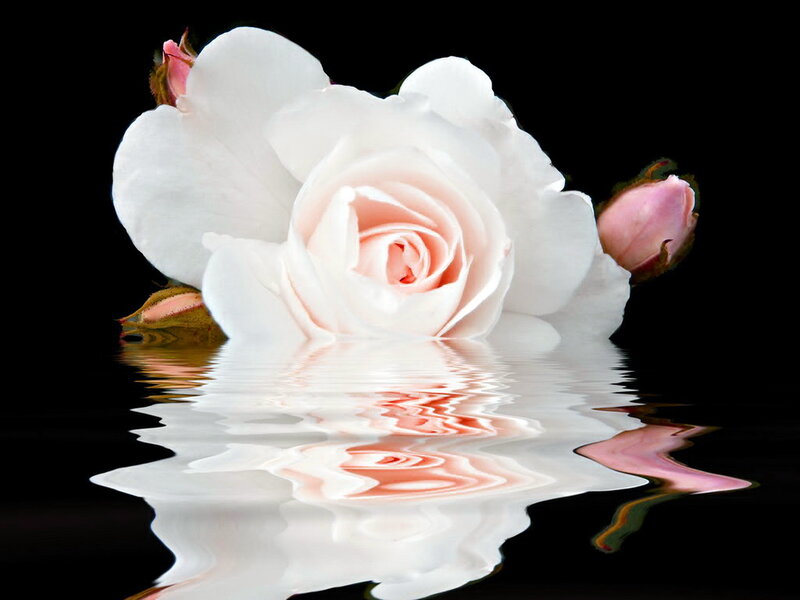 White Rose in Water — Serene, Photograph, Buds