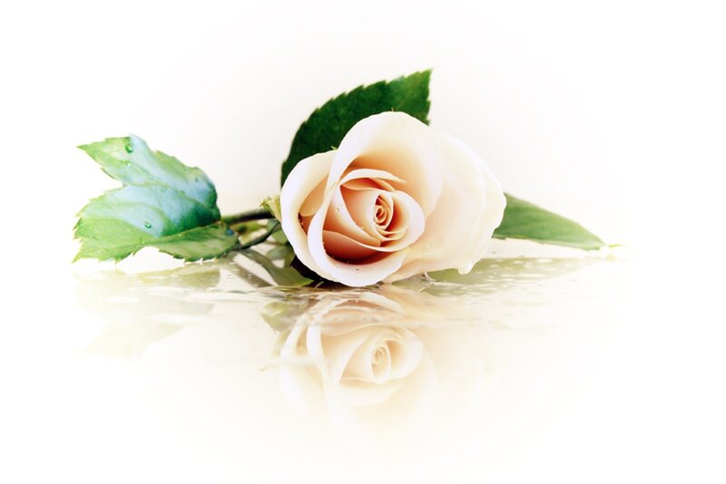 White Rose in Water — Serene, Photograph