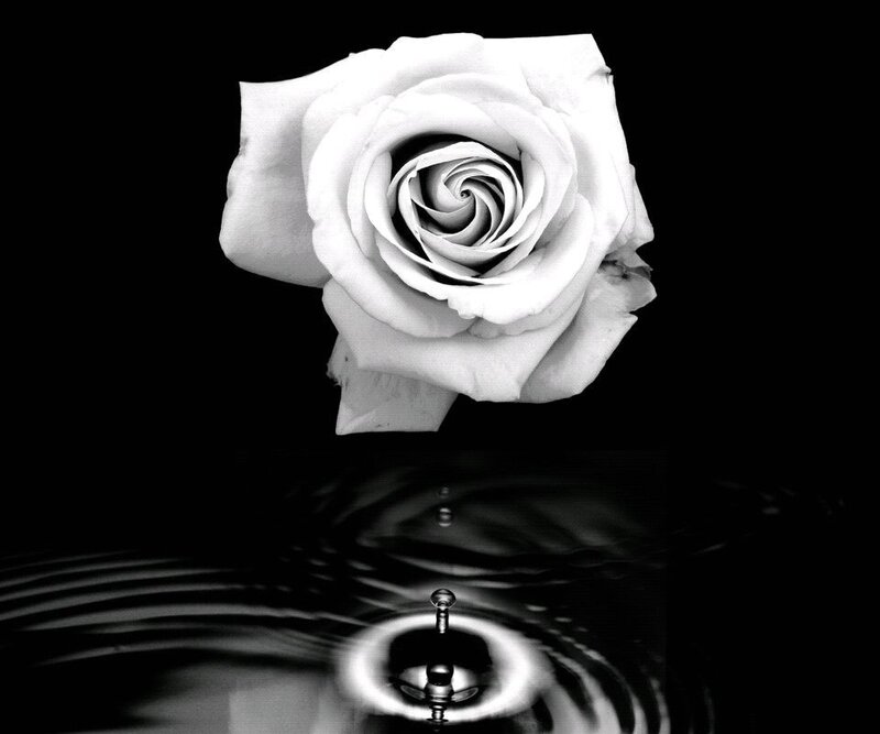 White Rose in Water