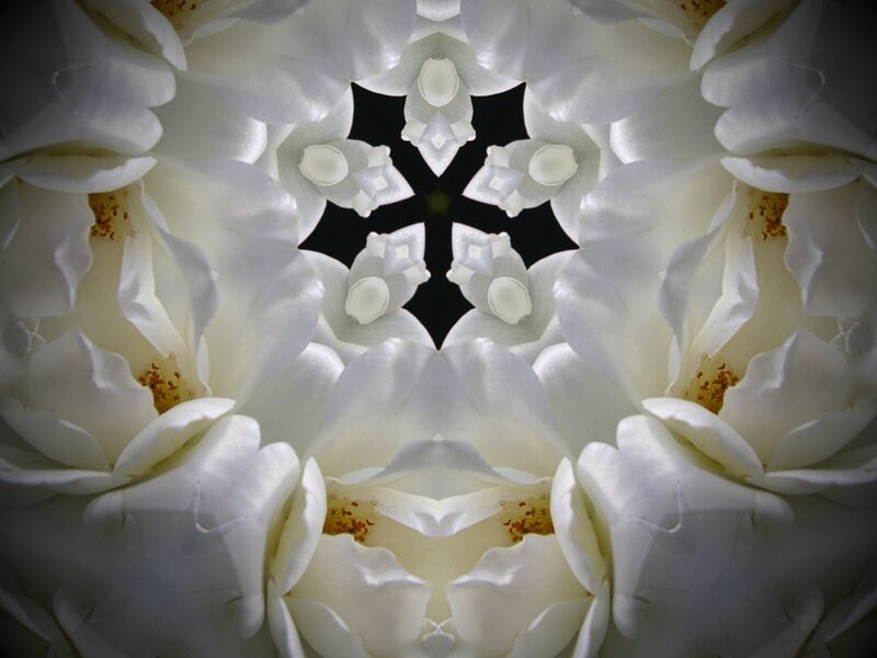 White Rose Kaleidoscope