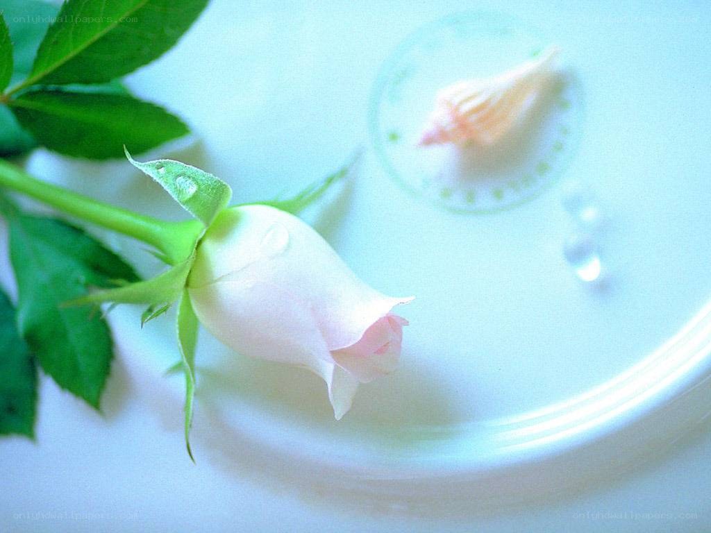 White rose on a plate