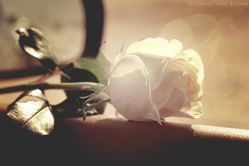 White Rose on Arm