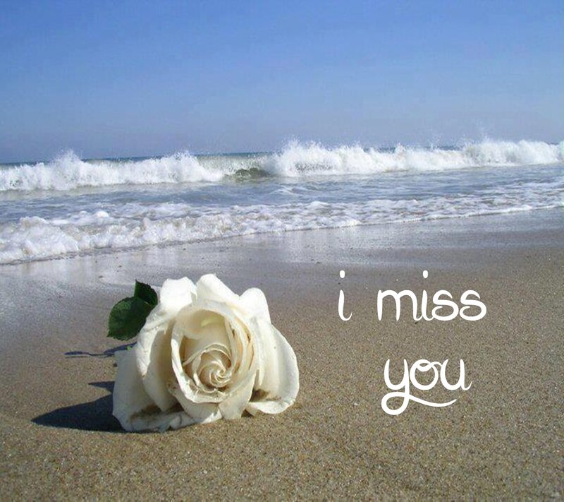 White Rose on Beach — Beige, Serene