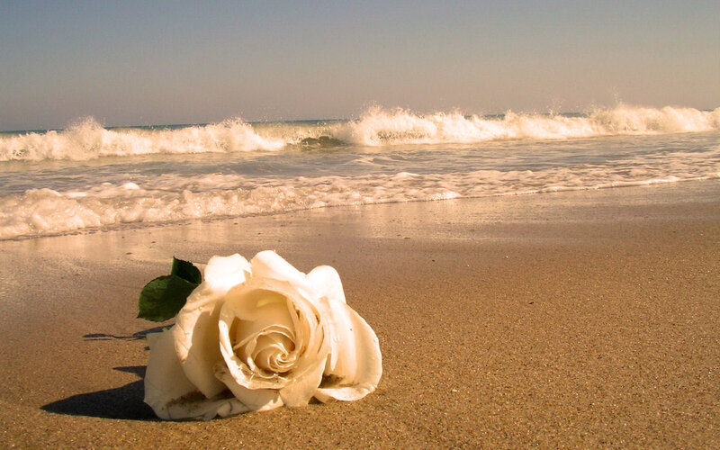 White Rose on Beach — Beige