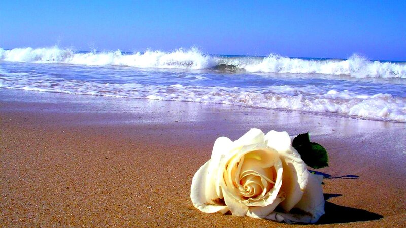 White Rose on Beach — Blue, Serene
