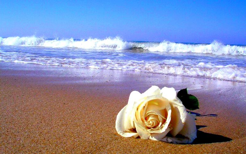White Rose on Beach — Blue