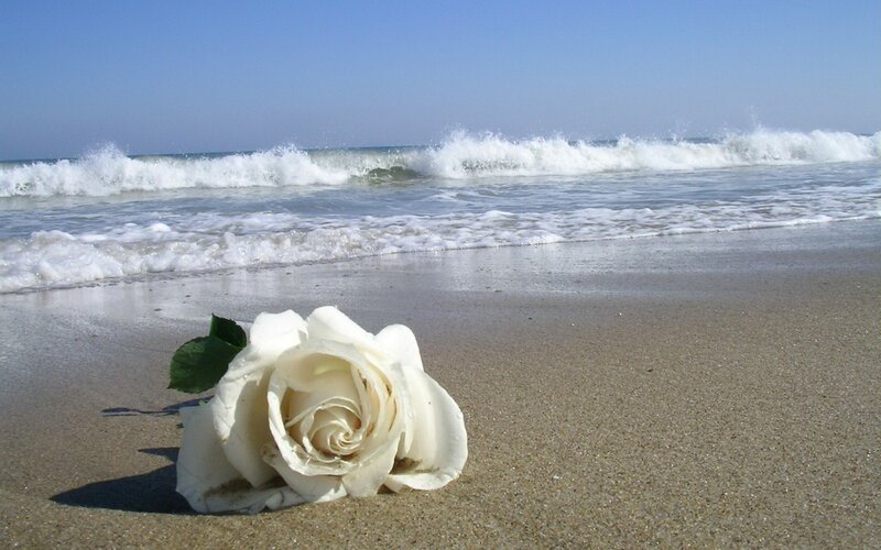 White Rose on Beach — Serene, Afternoon