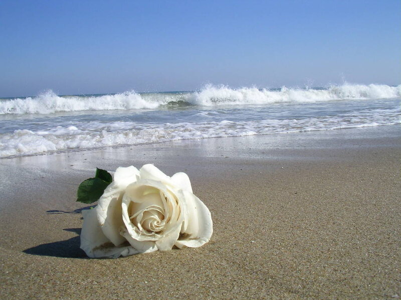 White Rose on Beach — Serene
