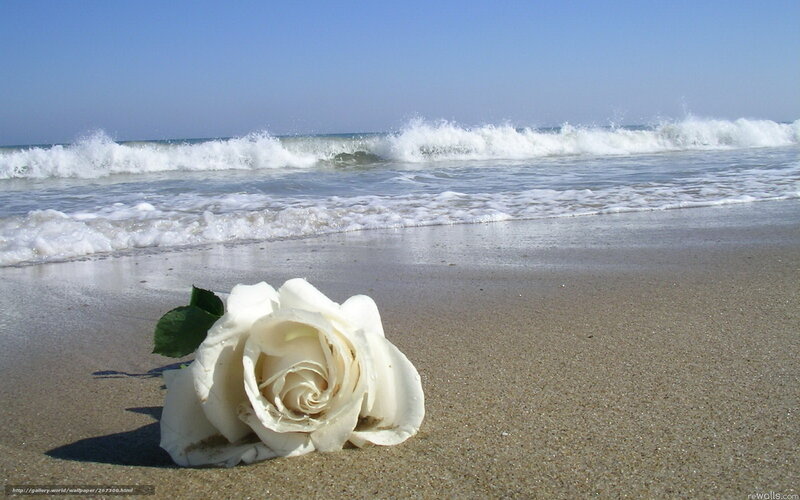 White rose on beach