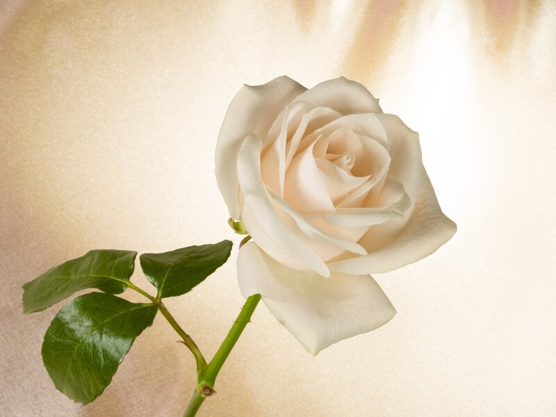 white rose on beige background