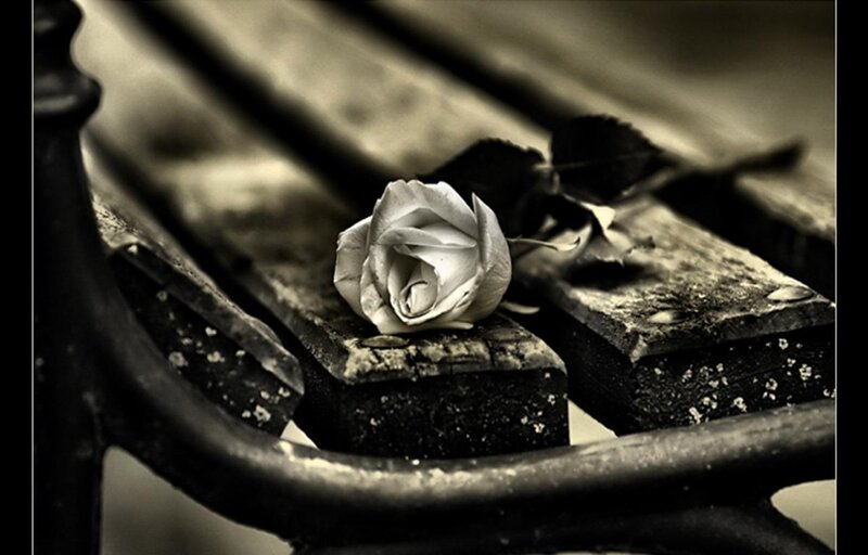 White Rose on Bench