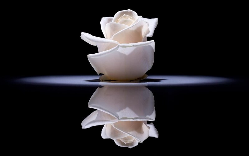 White rose on black background