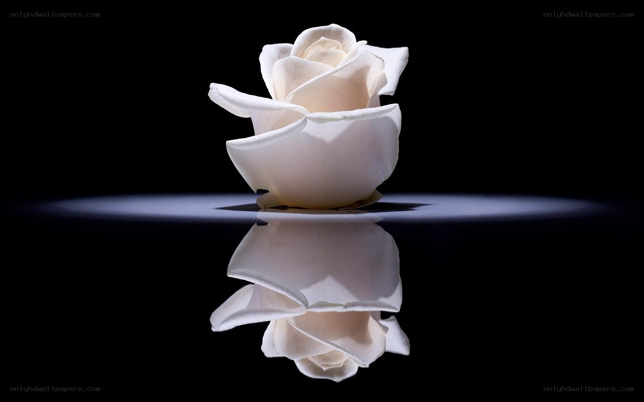 White rose on black background