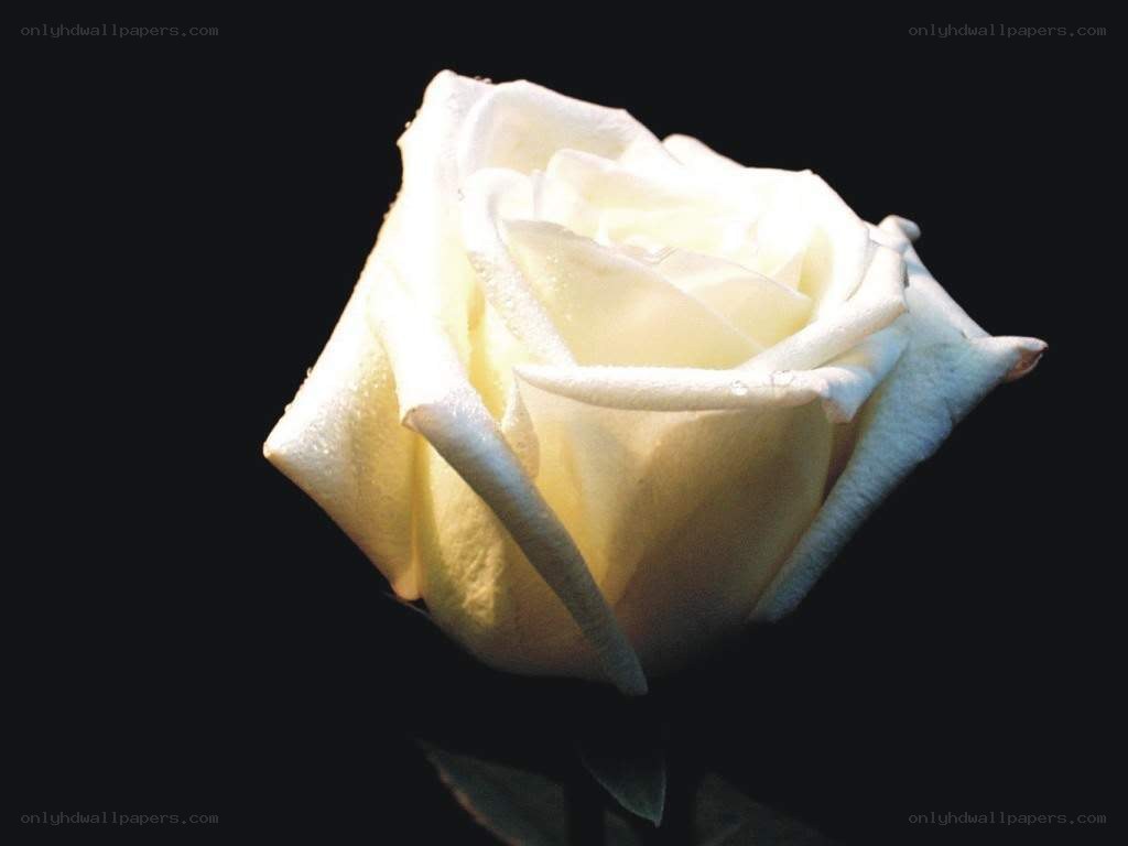 white rose on black background