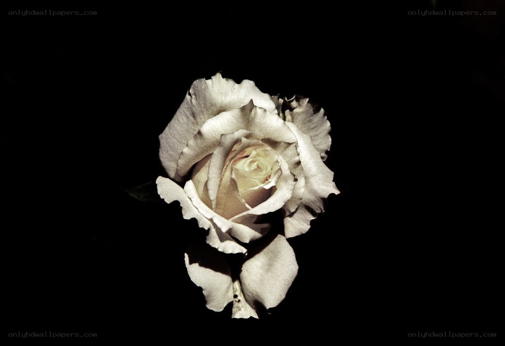 white rose on black background