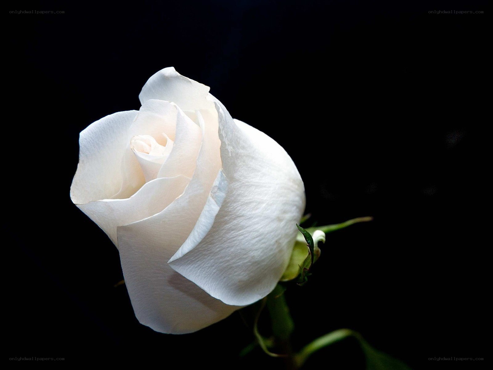 white rose on black background