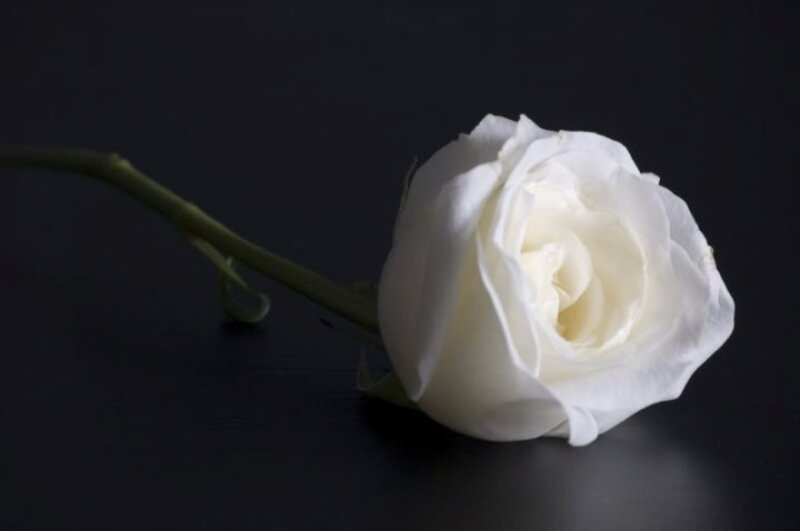 White Rose on Black — Dramatic