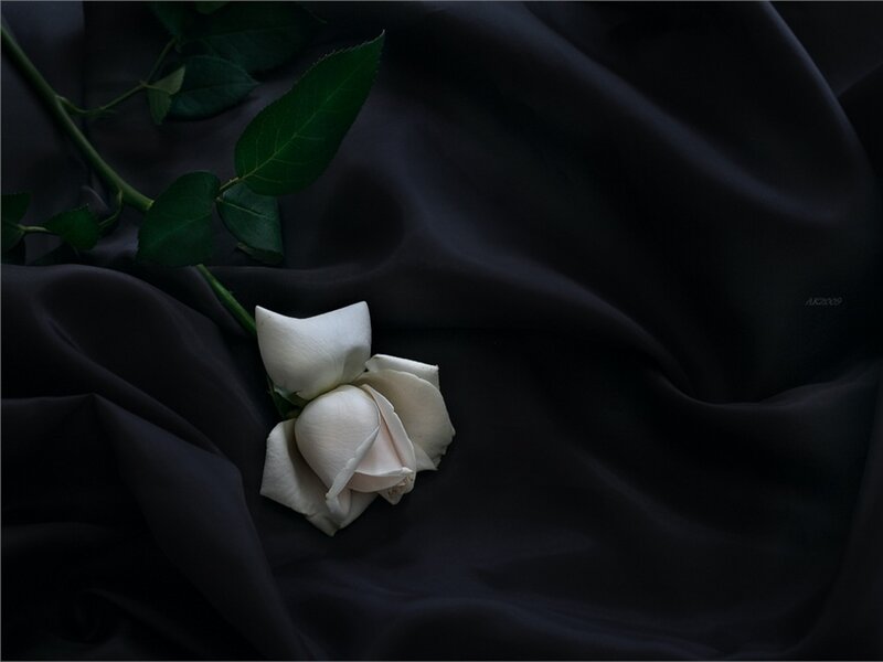 White Rose on Black Fabric