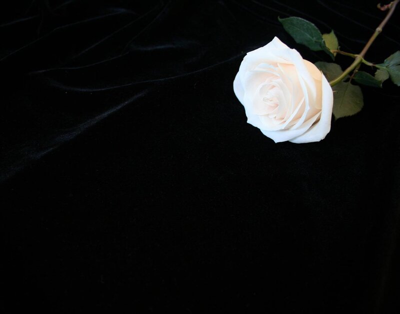 White Rose on Black — Serene