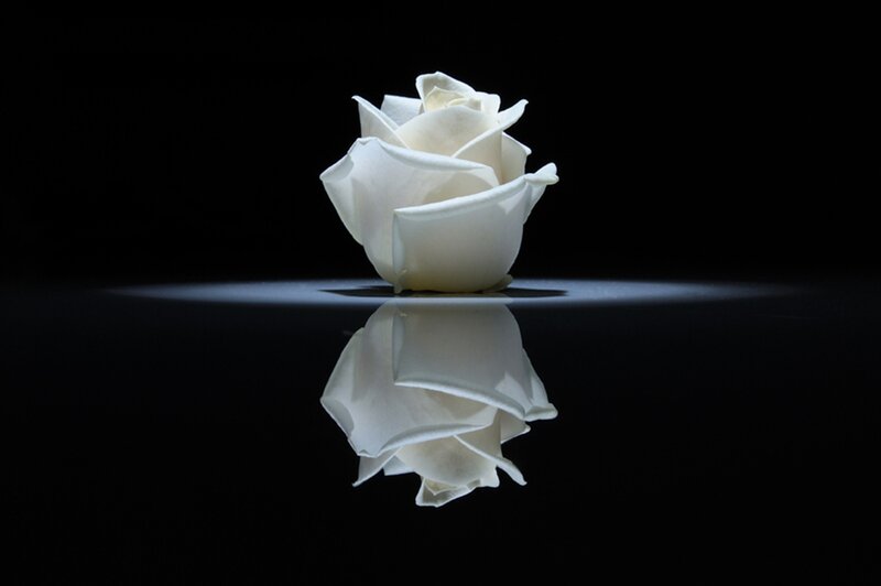 White Rose on Black Surface — Dramatic, Photograph, Reflection