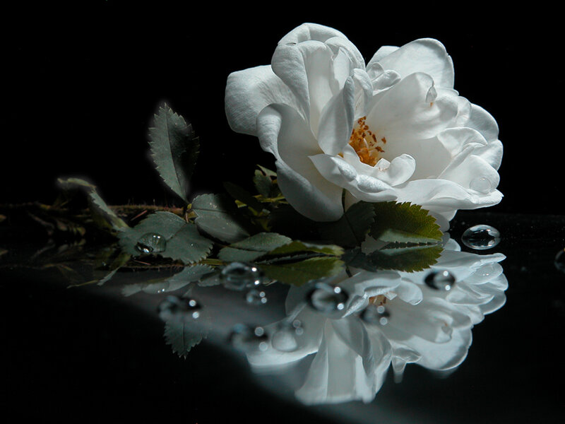White Rose on Black Surface — Dramatic, Photograph