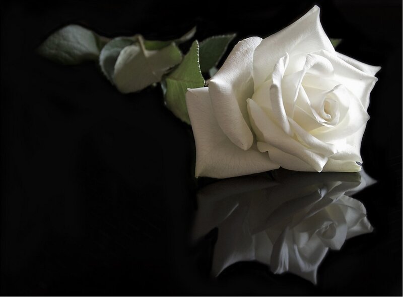 White Rose on Black Surface — Dramatic
