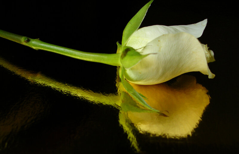 White Rose on Black Surface
