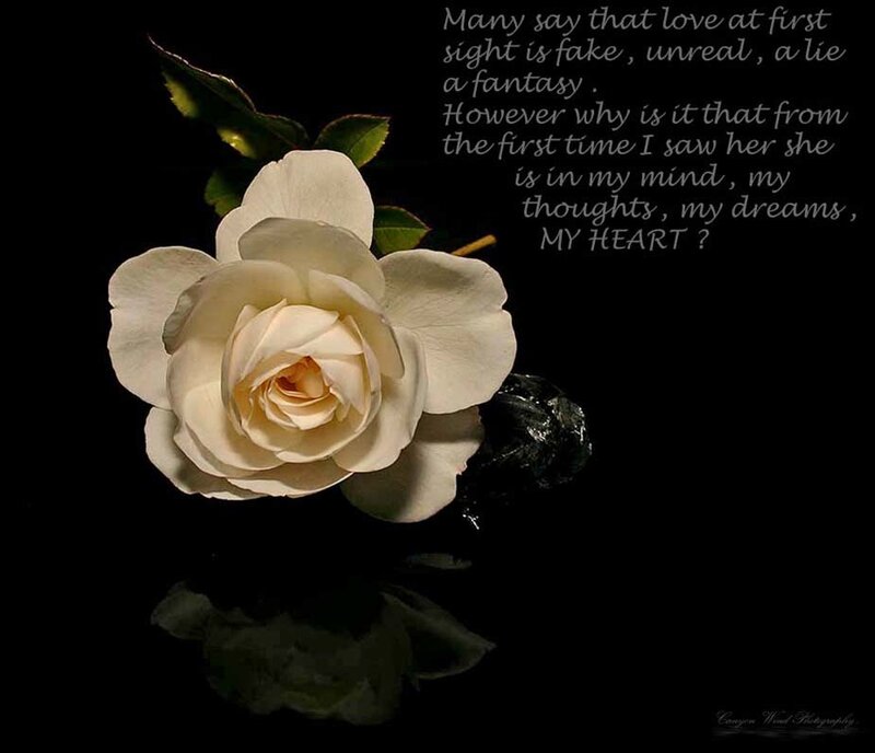 White Rose on Black