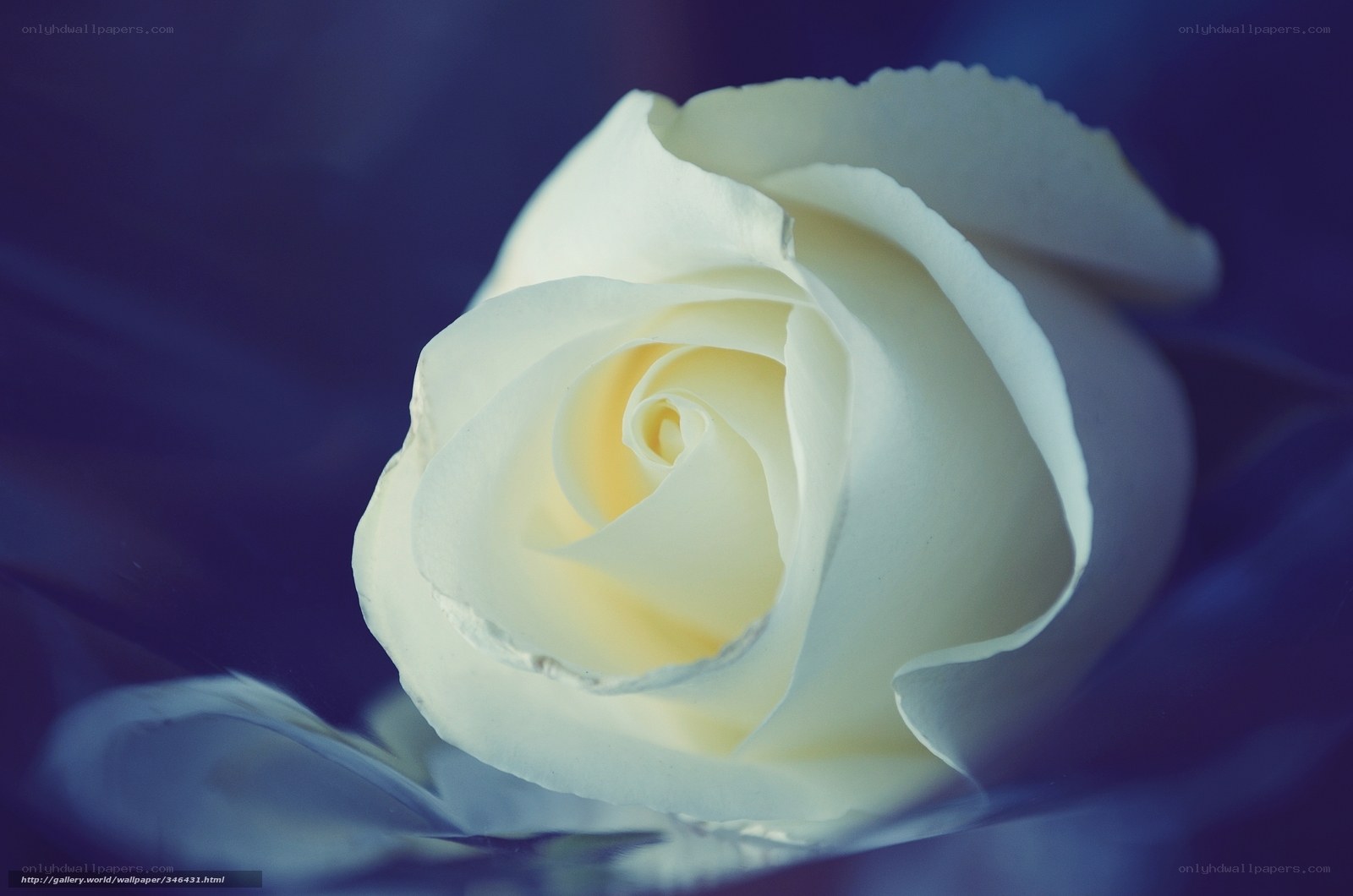 white rose on blue background